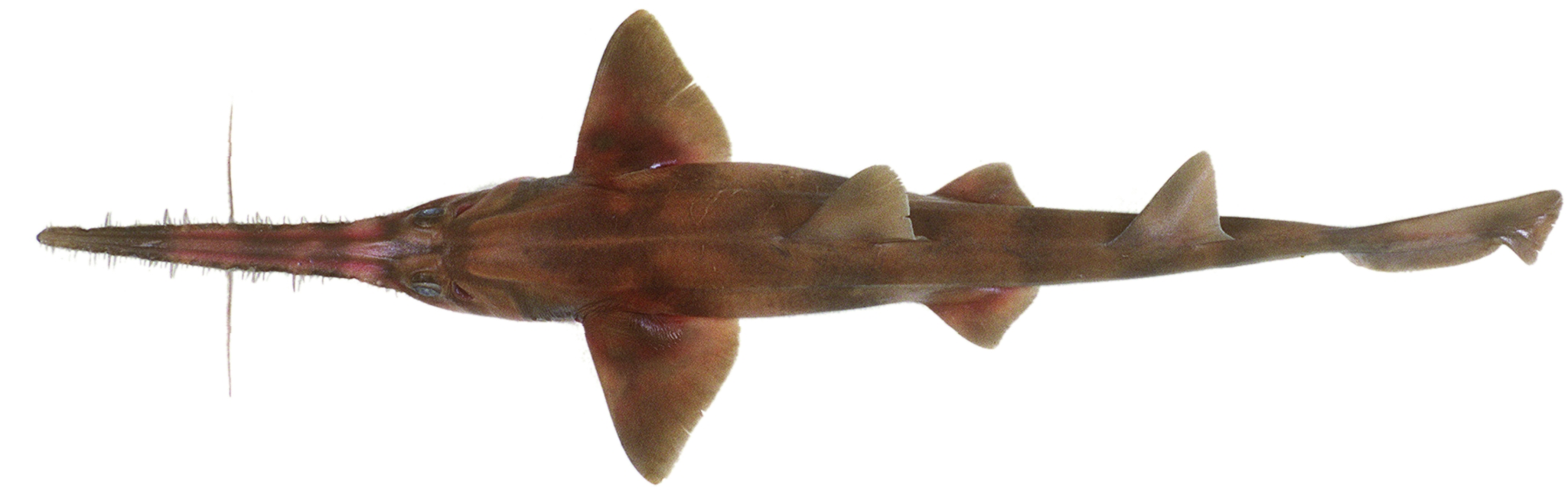 Southern Sawshark FRDC